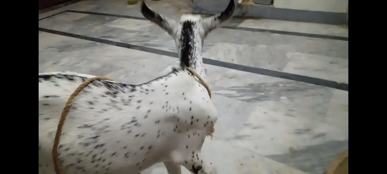 Barbari and Sindhi goat Kids for Sale — photo 2