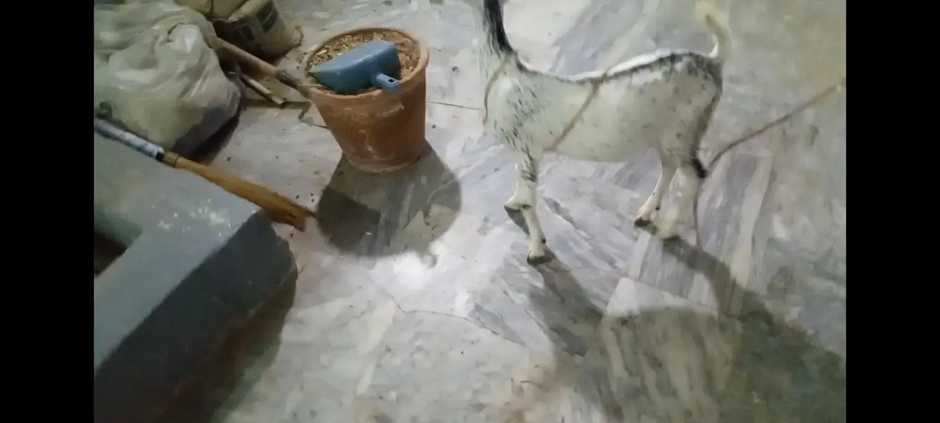 Barbari and Sindhi goat Kids for Sale — photo 3