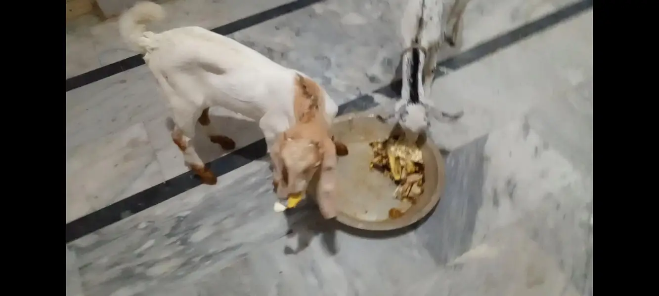 Barbari and Sindhi goat Kids for Sale — photo 4
