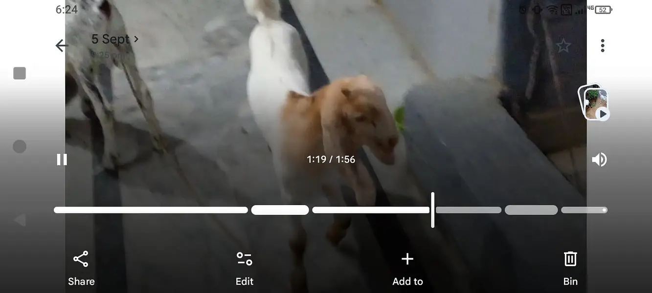 Barbari and Sindhi goat Kids for Sale — photo 6
