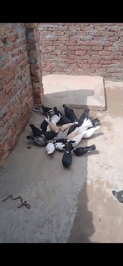 یہ کبوتر ہیں مکس ہیں کبھی لڑائے نہیں ہیں اڑتے ہیں