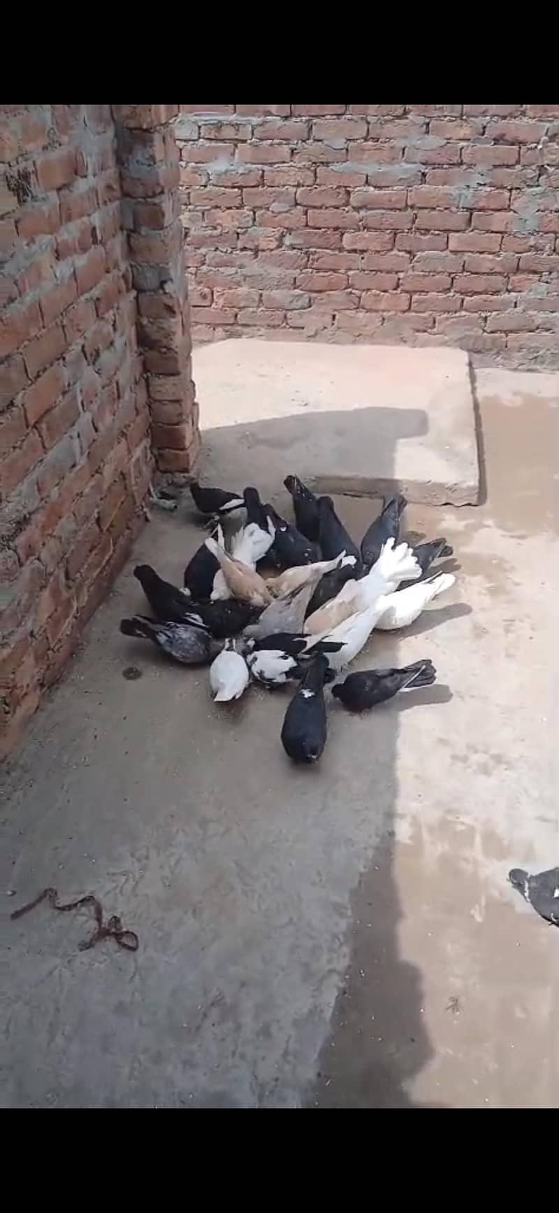 یہ کبوتر ہیں مکس ہیں کبھی لڑائے نہیں ہیں اڑتے ہیں 0