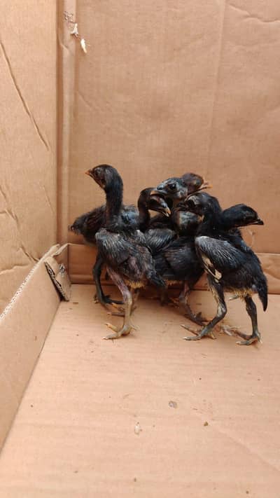 Aseel chick black meet read full add