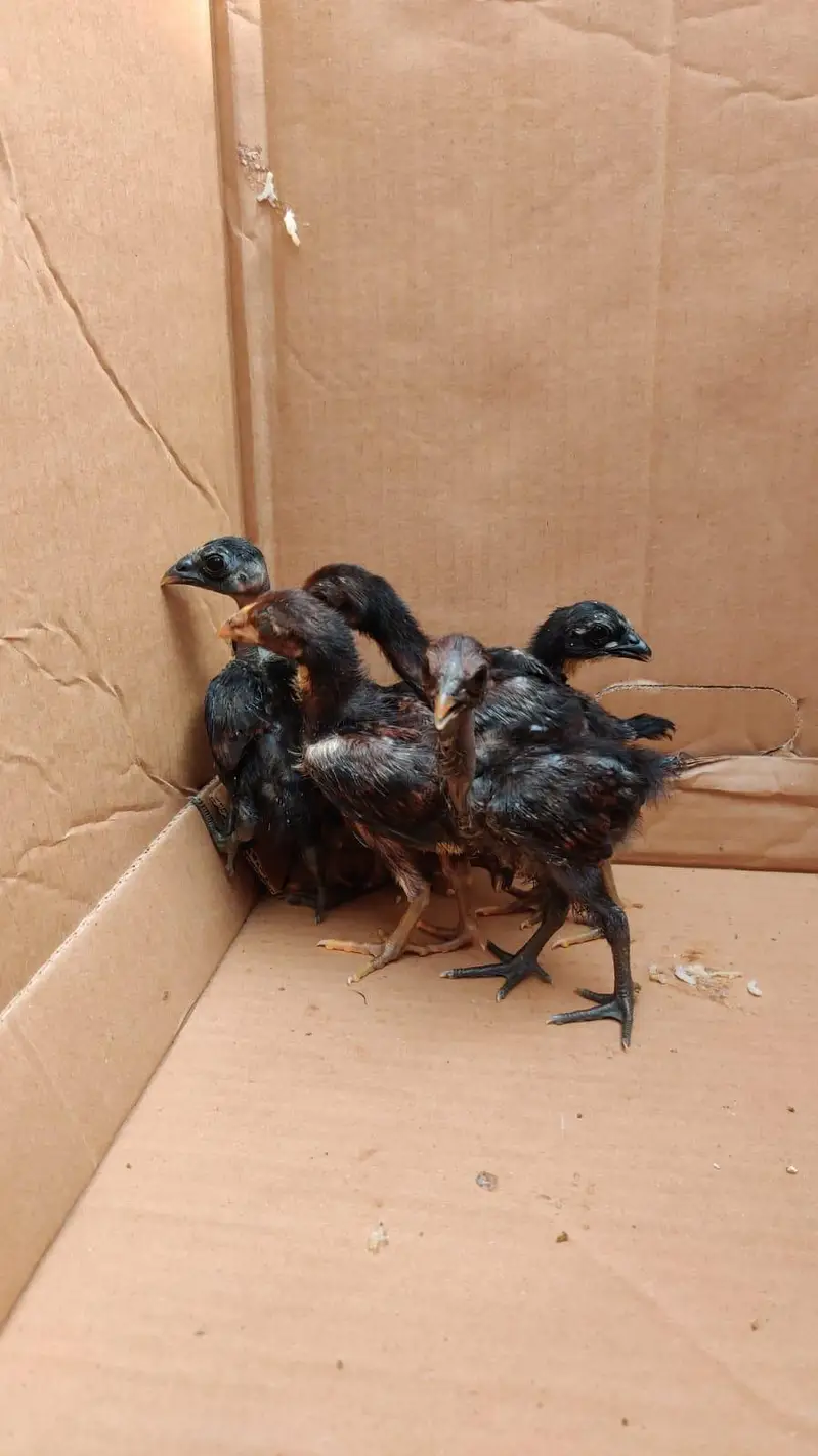 Aseel chick black meet read full add — photo 2