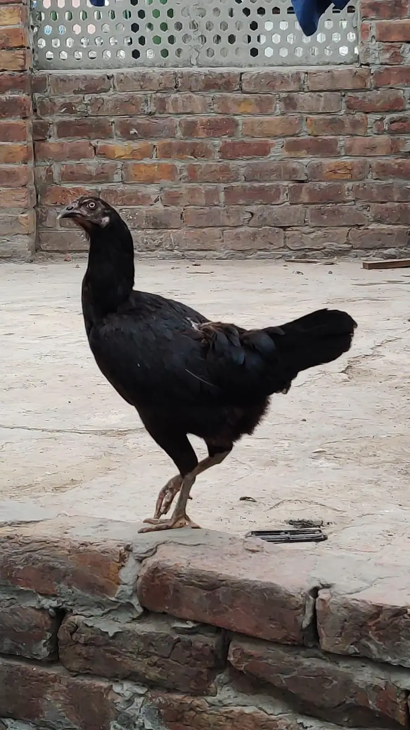Aseel chick black meet read full add — photo 5
