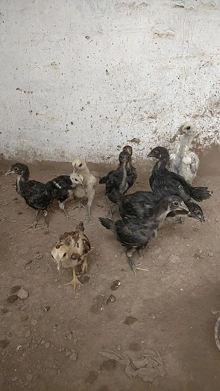 Aseel chick black meet read full add — photo 6