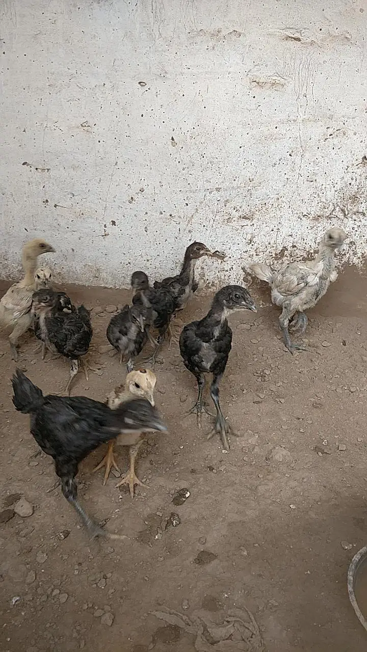 Aseel chick black meet read full add — photo 7