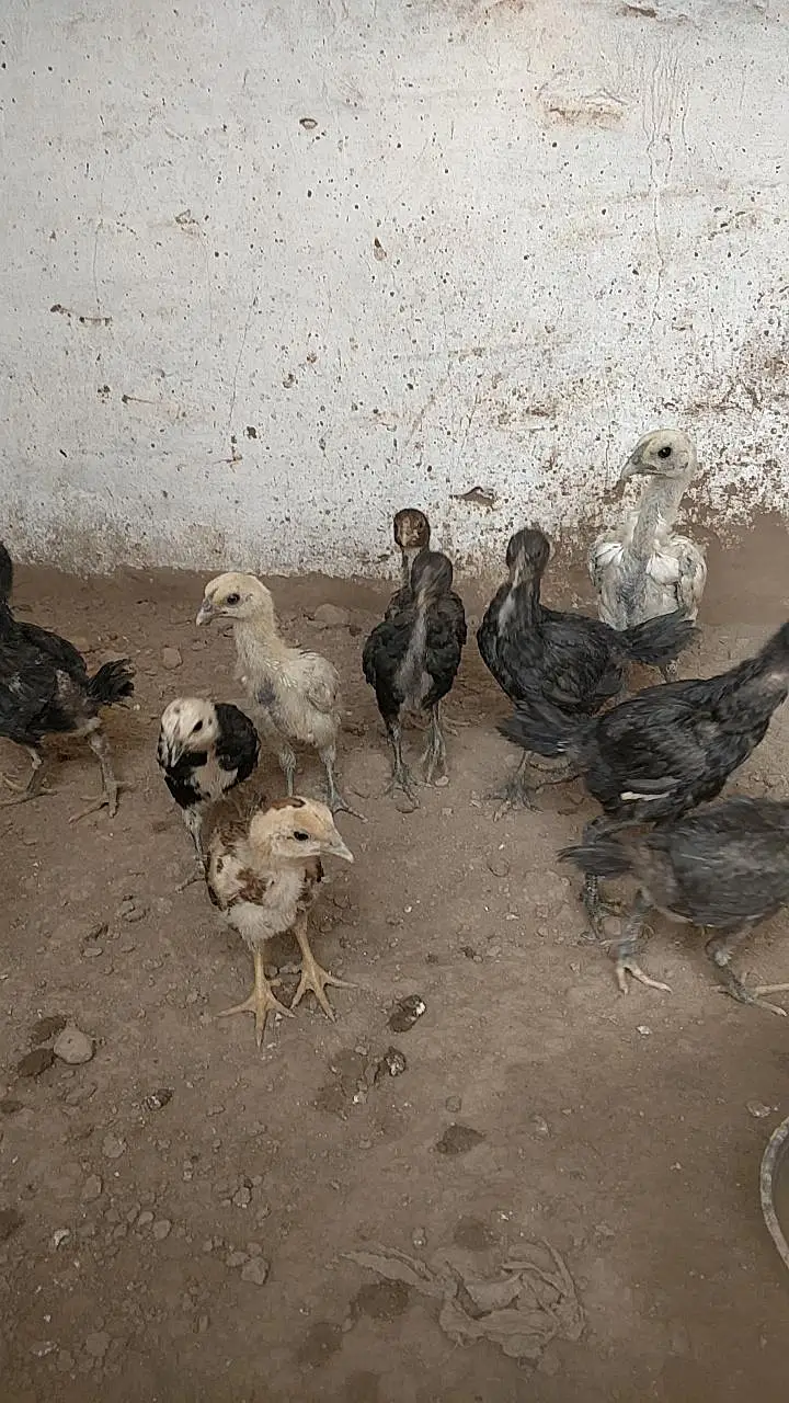 Aseel chick black meet read full add — photo 8