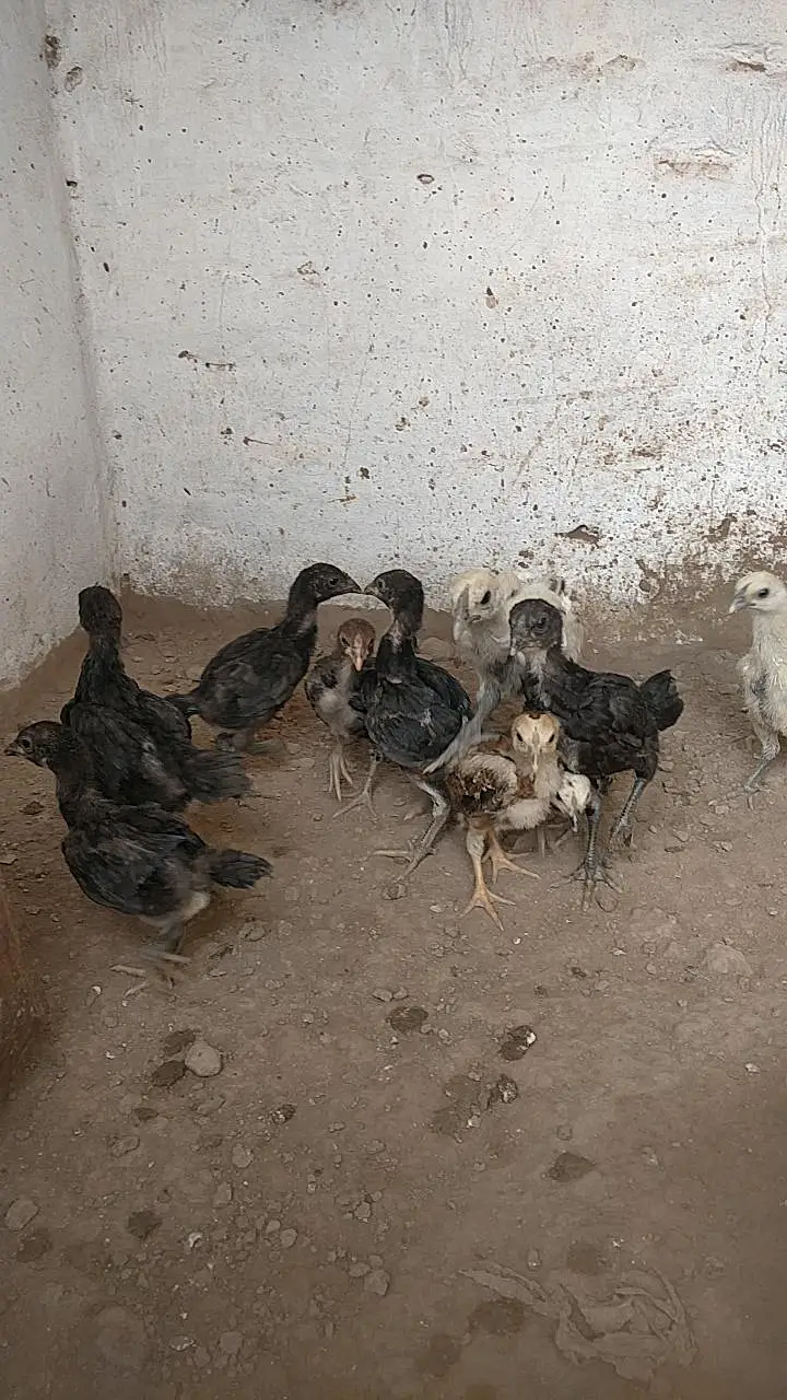 Aseel chick black meet read full add — photo 9