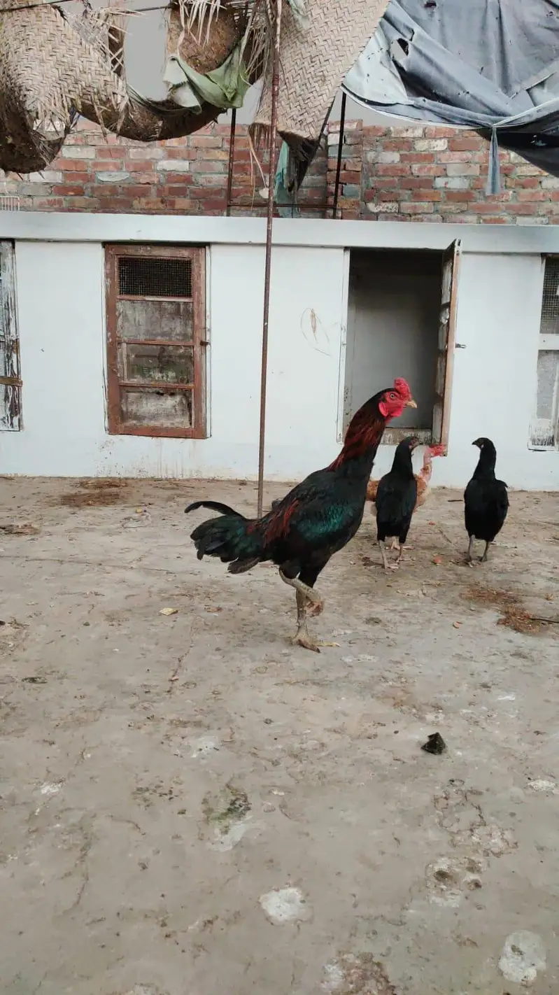 Aseel chick black meet read full add — photo 10
