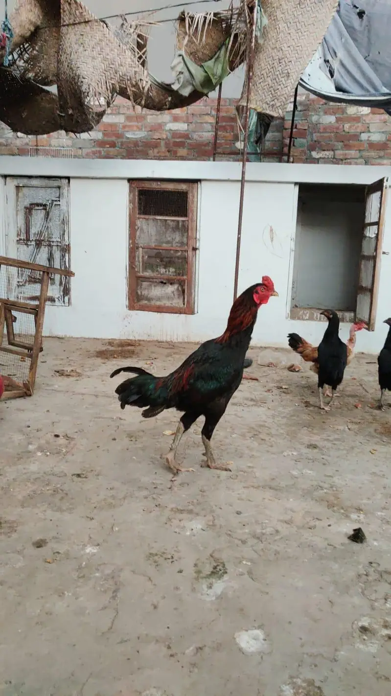 Aseel chick black meet read full add — photo 11