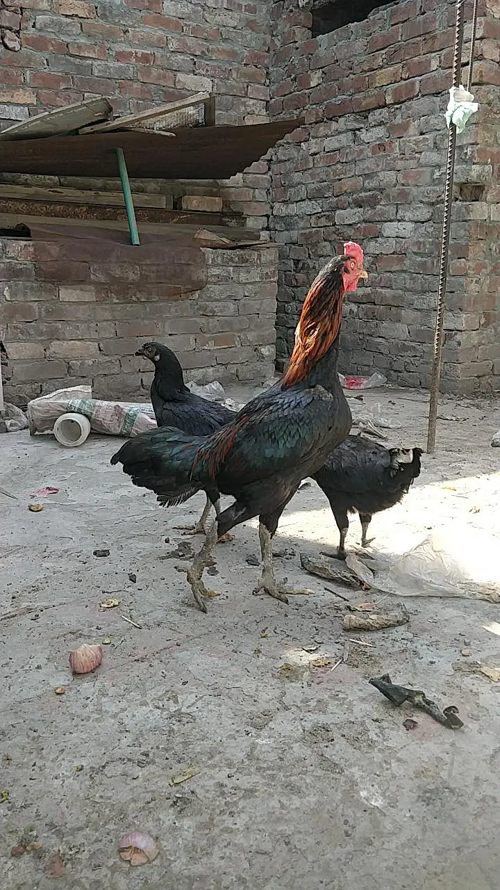Aseel chick black meet read full add — photo 12