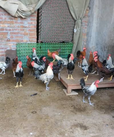 Ghar k paly Dasi Murgay . Golden Misri,Dandarvi & Fayoumi