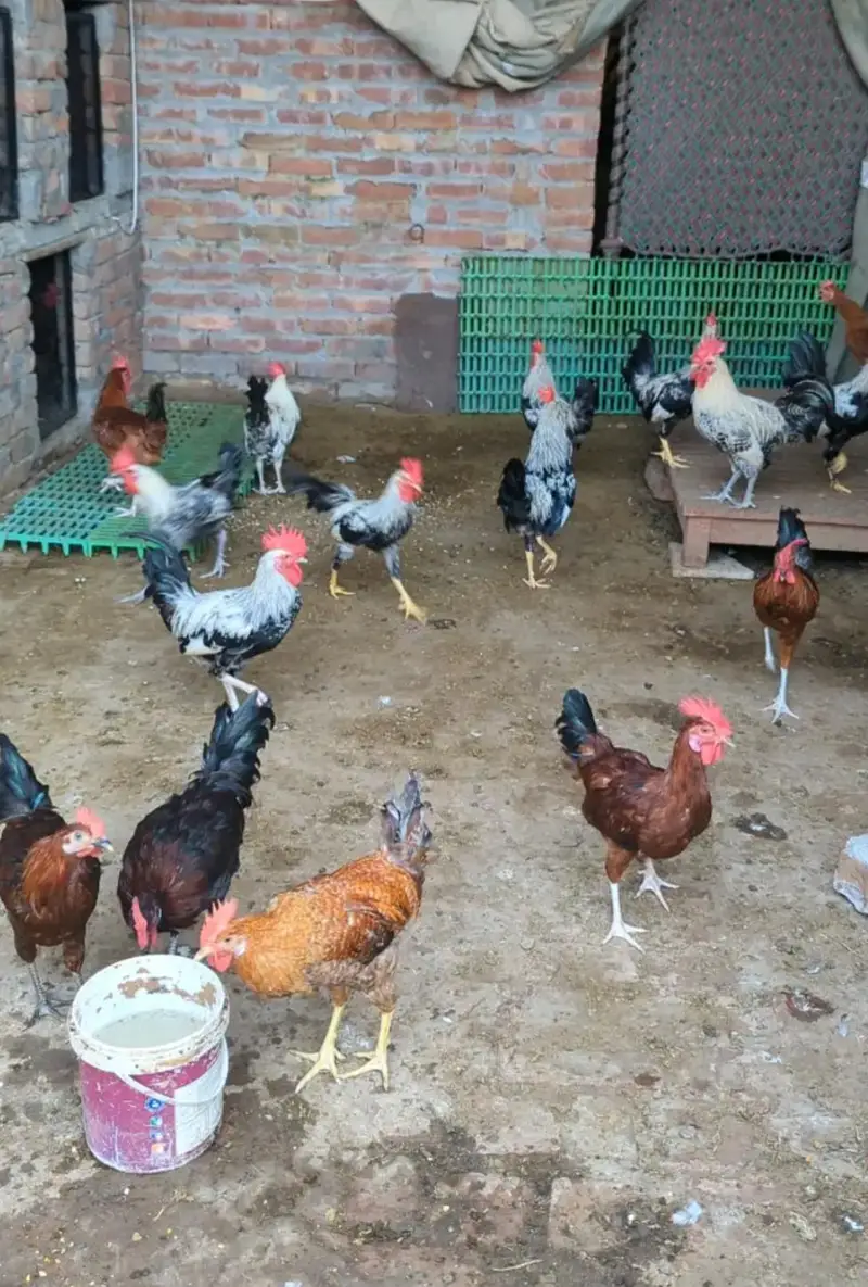 Ghar k paly Dasi Murgay . Golden Misri,Dandarvi & Fayoumi — photo 2