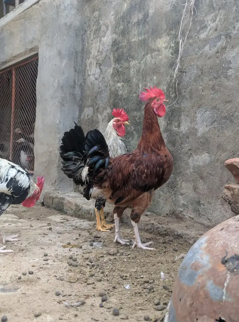 Ghar k paly Dasi Murgay . Golden Misri,Dandarvi & Fayoumi — photo 3