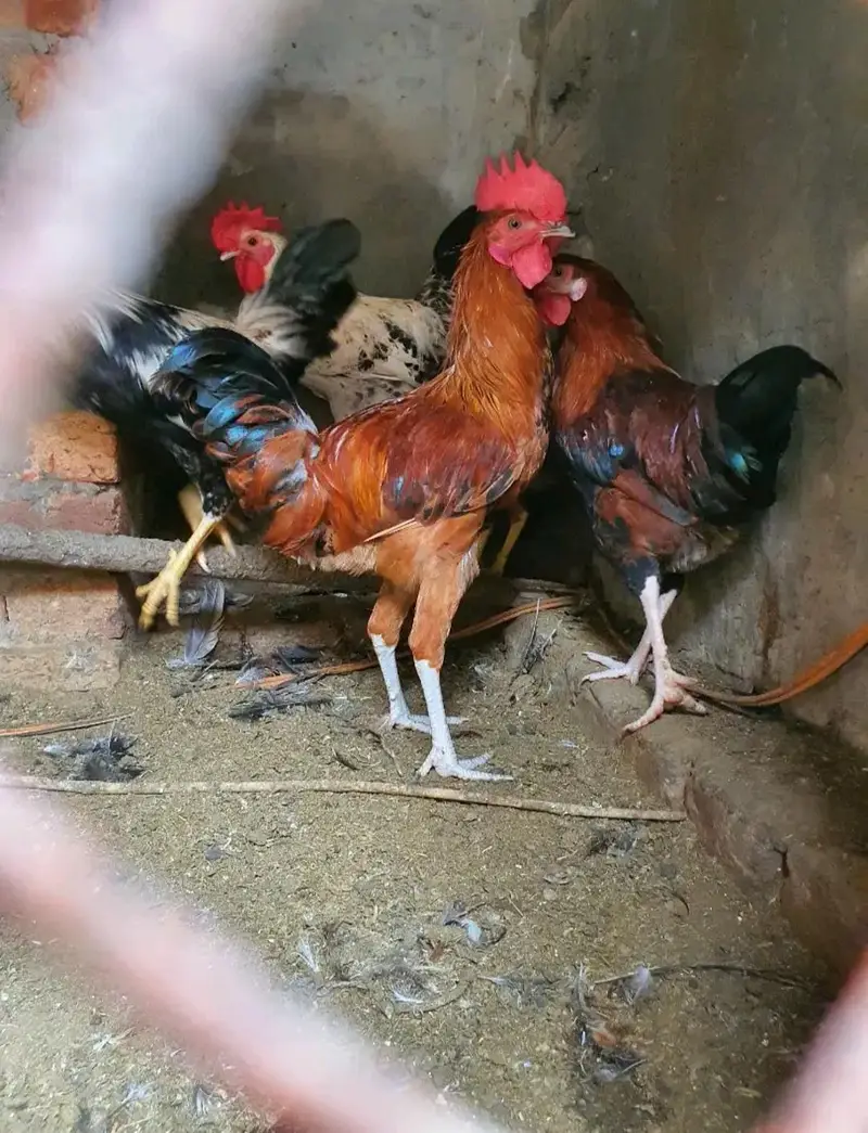 Ghar k paly Dasi Murgay . Golden Misri,Dandarvi & Fayoumi — photo 4