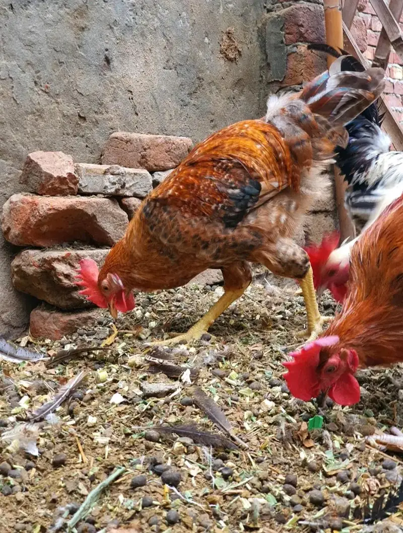 Ghar k paly Dasi Murgay . Golden Misri,Dandarvi & Fayoumi — photo 5