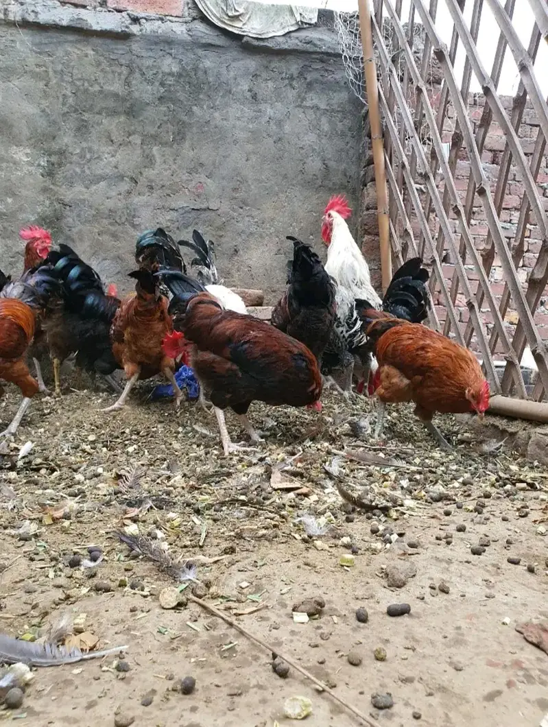 Ghar k paly Dasi Murgay . Golden Misri,Dandarvi & Fayoumi — photo 6