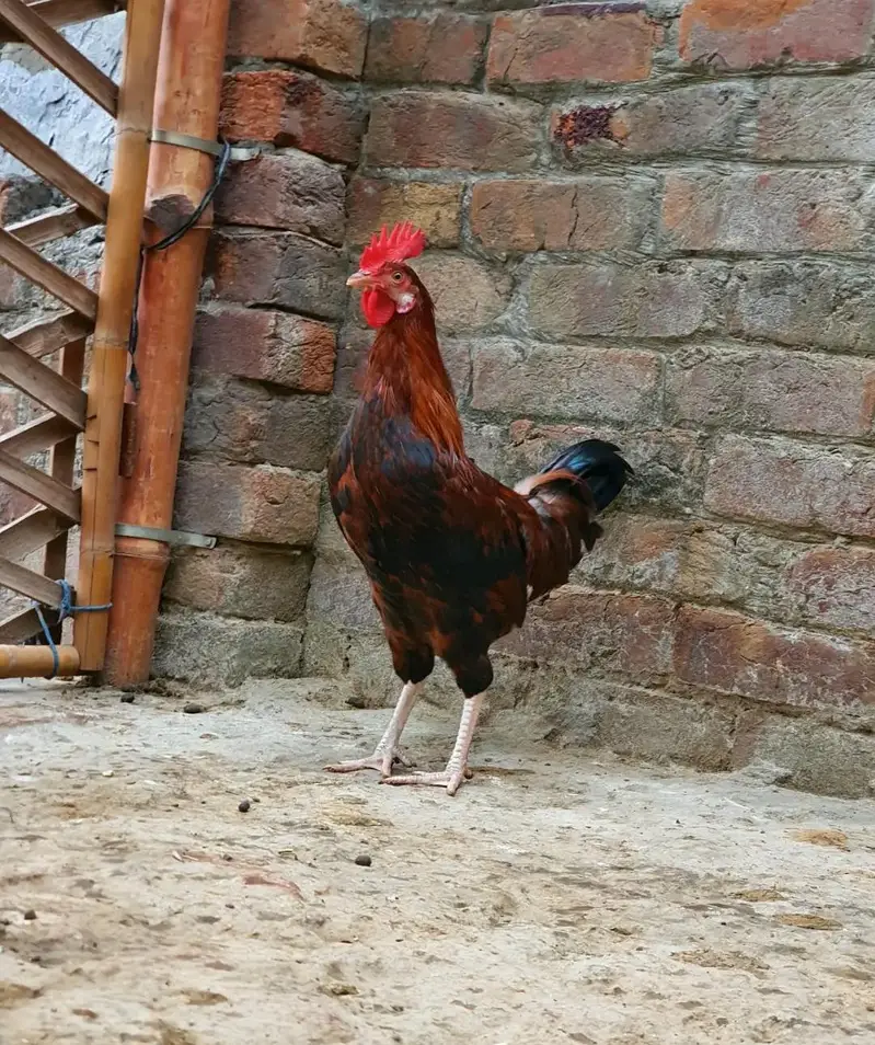 Ghar k paly Dasi Murgay . Golden Misri,Dandarvi & Fayoumi — photo 7