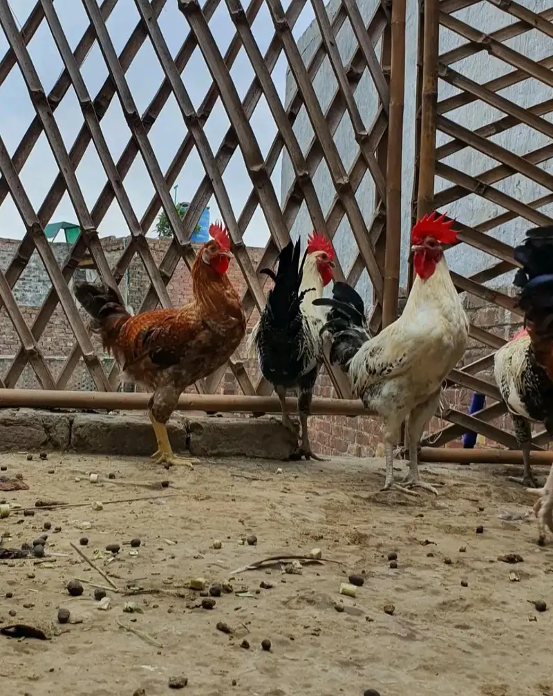 Ghar k paly Dasi Murgay . Golden Misri,Dandarvi & Fayoumi — photo 8