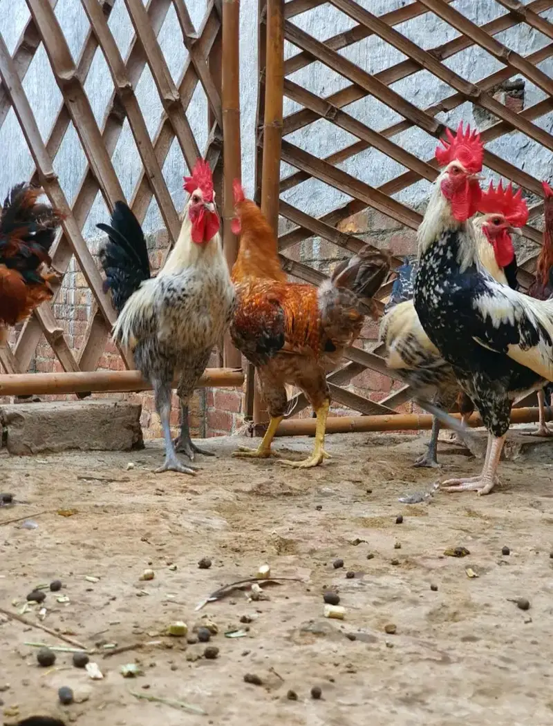 Ghar k paly Dasi Murgay . Golden Misri,Dandarvi & Fayoumi — photo 9