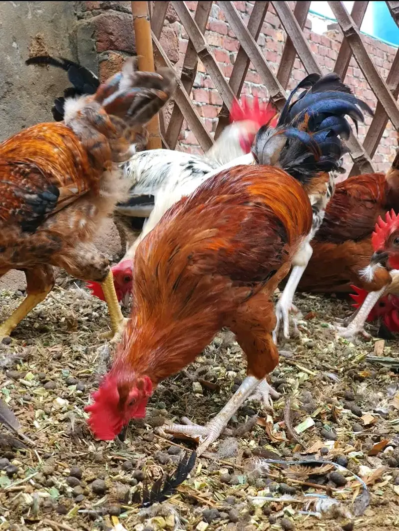 Ghar k paly Dasi Murgay . Golden Misri,Dandarvi & Fayoumi — photo 10