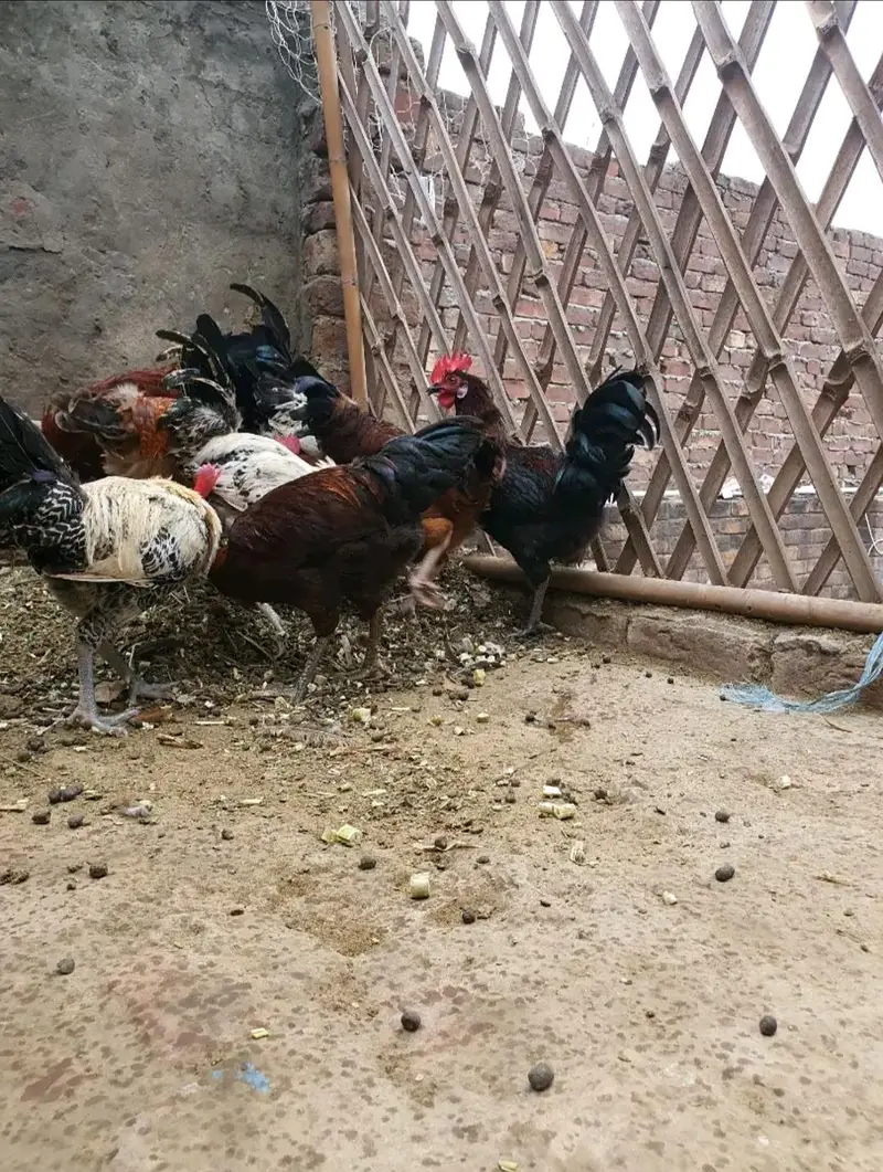 Ghar k paly Dasi Murgay . Golden Misri,Dandarvi & Fayoumi — photo 11
