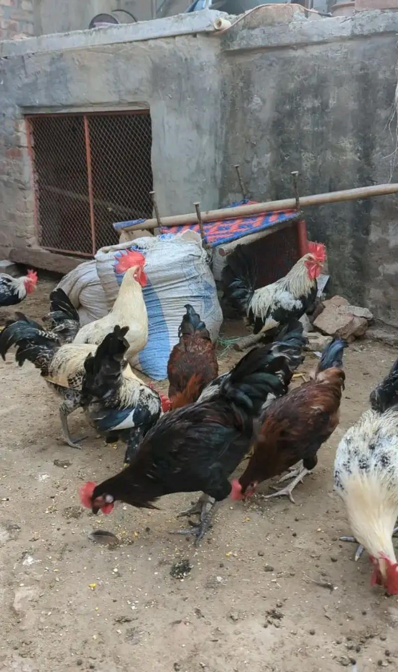 Ghar k paly Dasi Murgay . Golden Misri,Dandarvi & Fayoumi — photo 12
