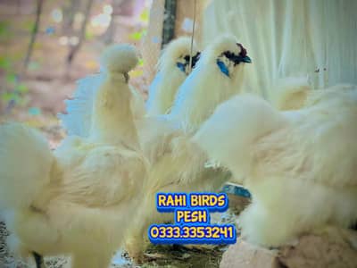 Mashallah Top quality white silky fresh and fortaile eggs