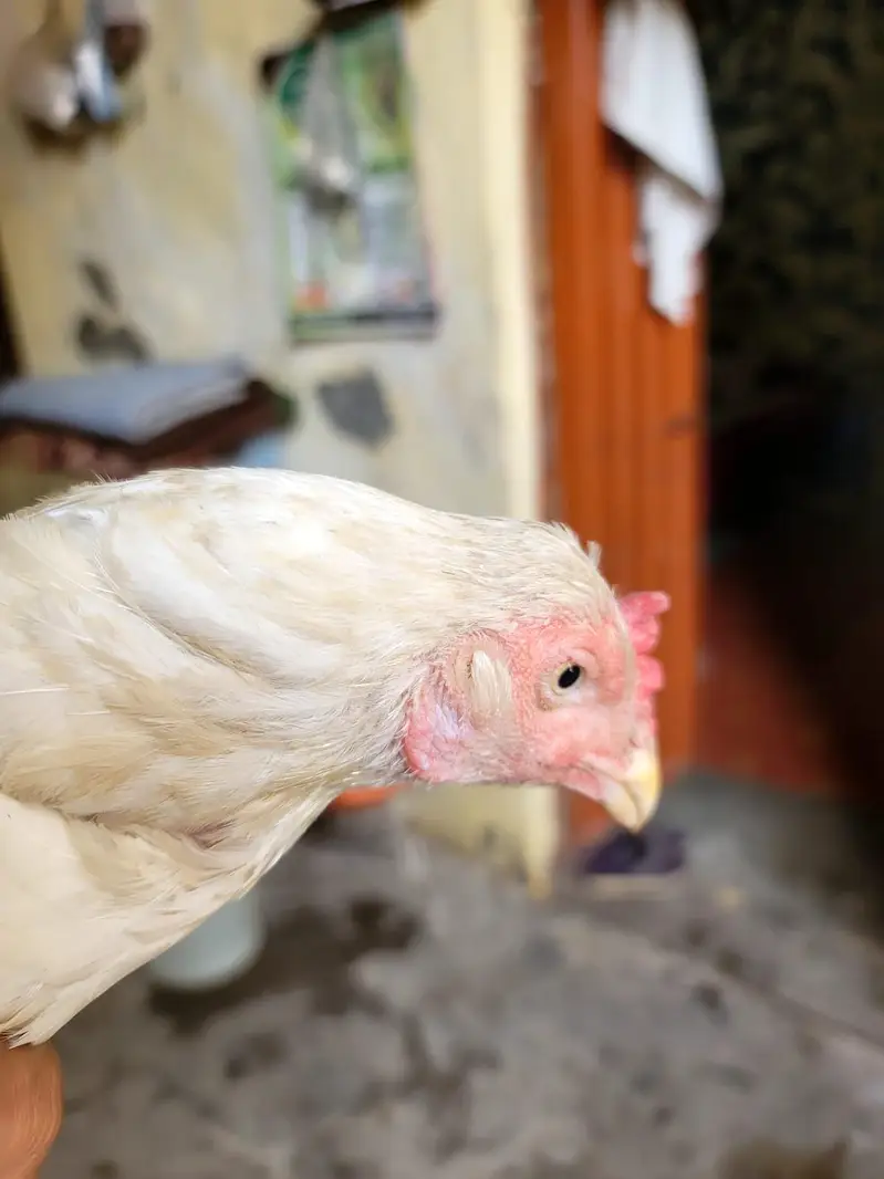hera madi for sale 03297361975 — photo 2