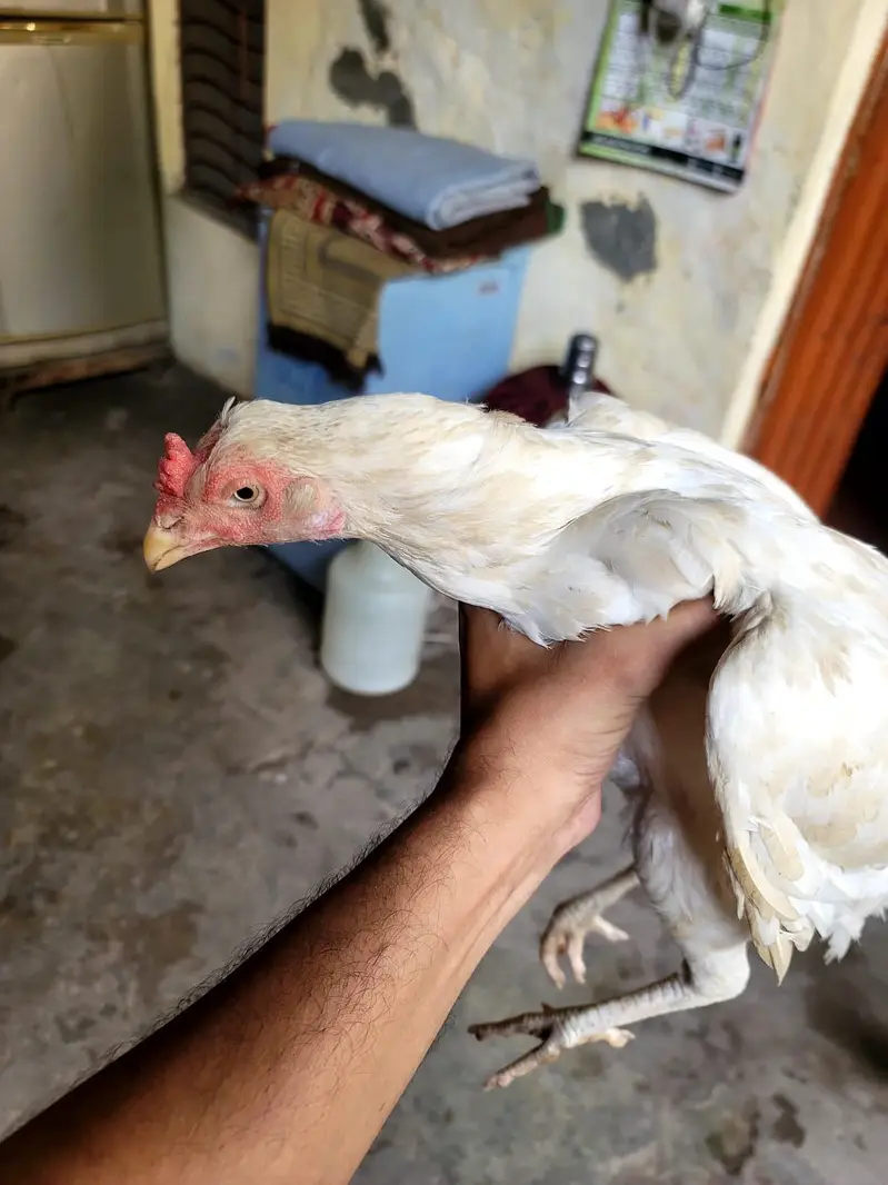 hera madi for sale 03297361975 — photo 3
