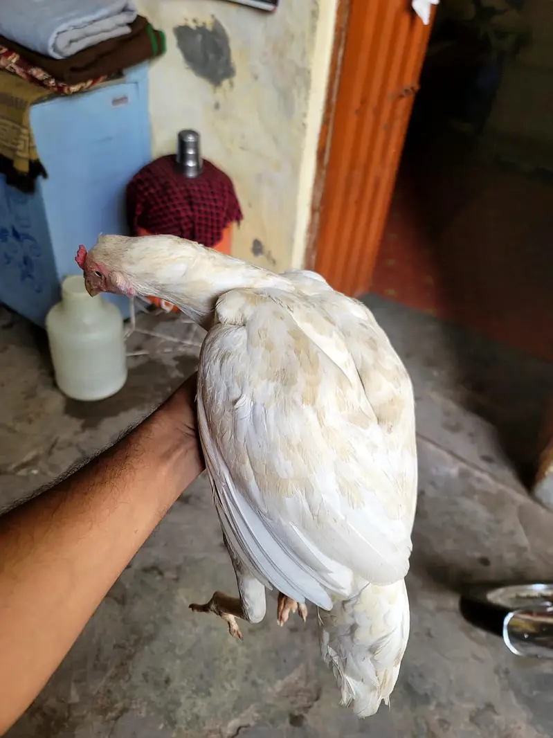 hera madi for sale 03297361975 — photo 6