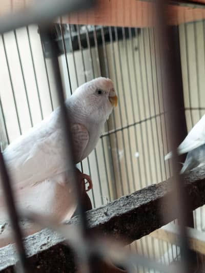 healthy active budgies