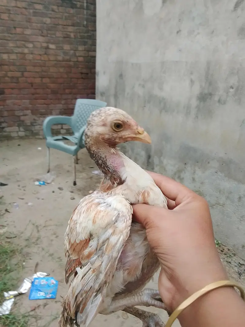 Aseel mianwali — photo 2
