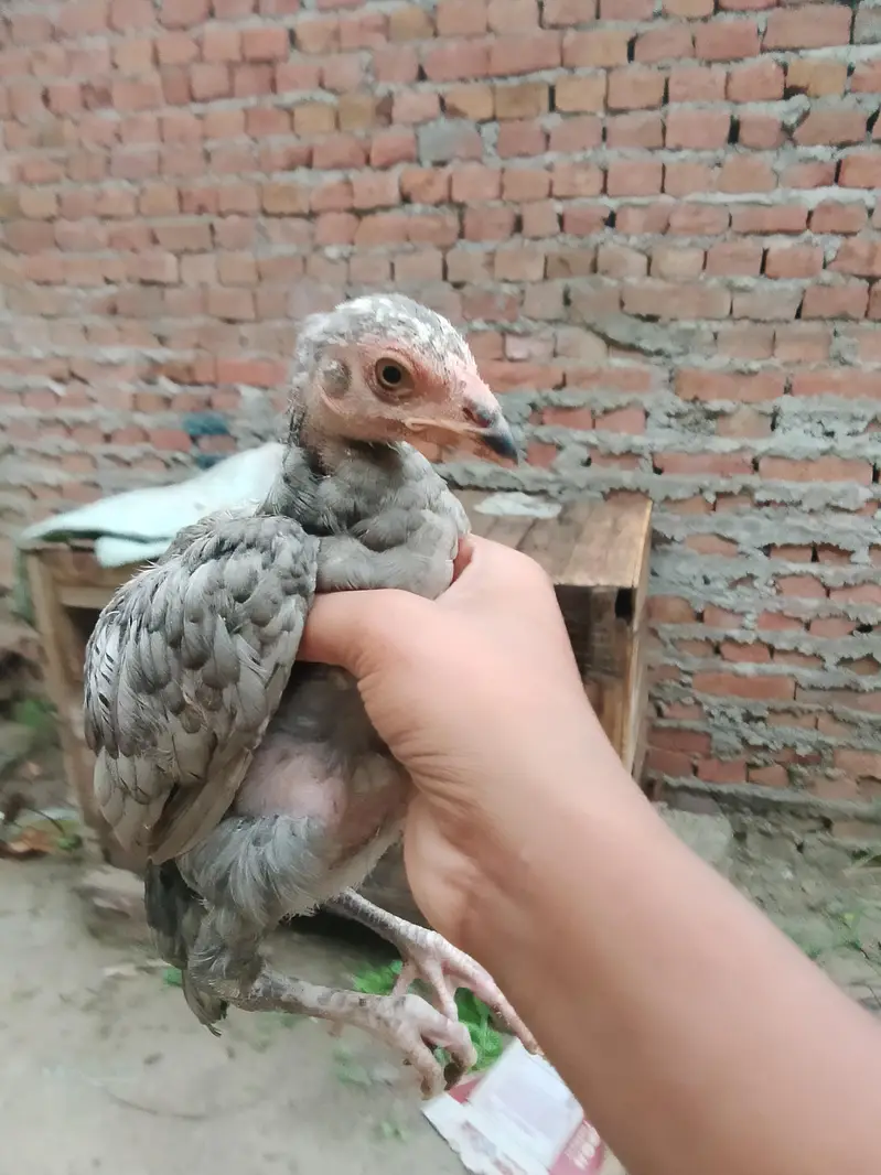 Aseel mianwali — photo 3