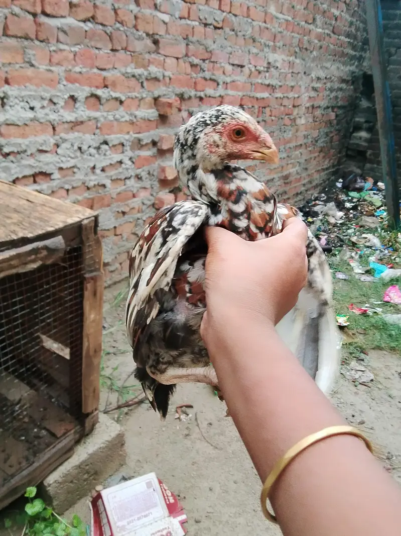 Aseel mianwali — photo 9