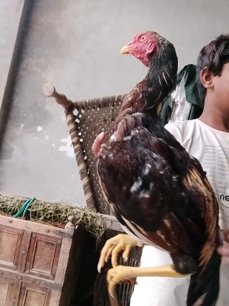 Aseel mianwali — photo 10