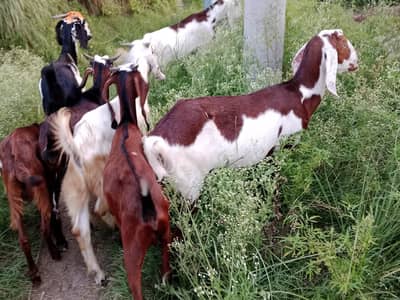 Goats for sale 03125173572