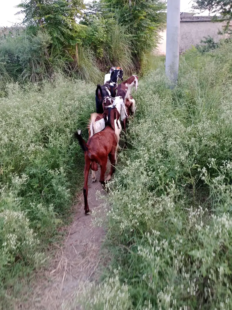 Goats for sale 03125173572 — photo 2