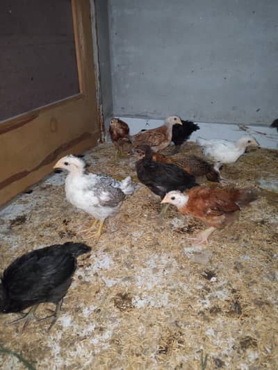 Desi golden misri chicks for sale