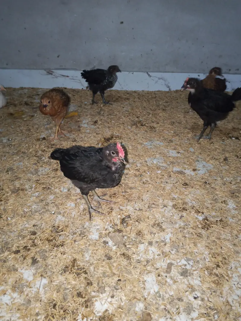 Desi golden misri chicks for sale — photo 2