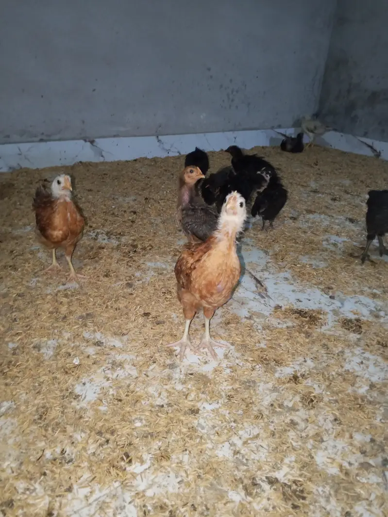 Desi golden misri chicks for sale — photo 3