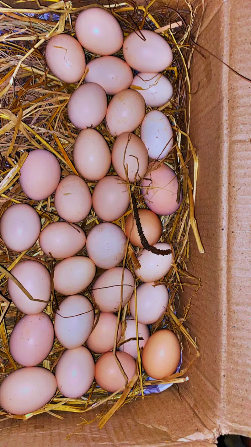 Al Multan organic desi eggs — photo 2