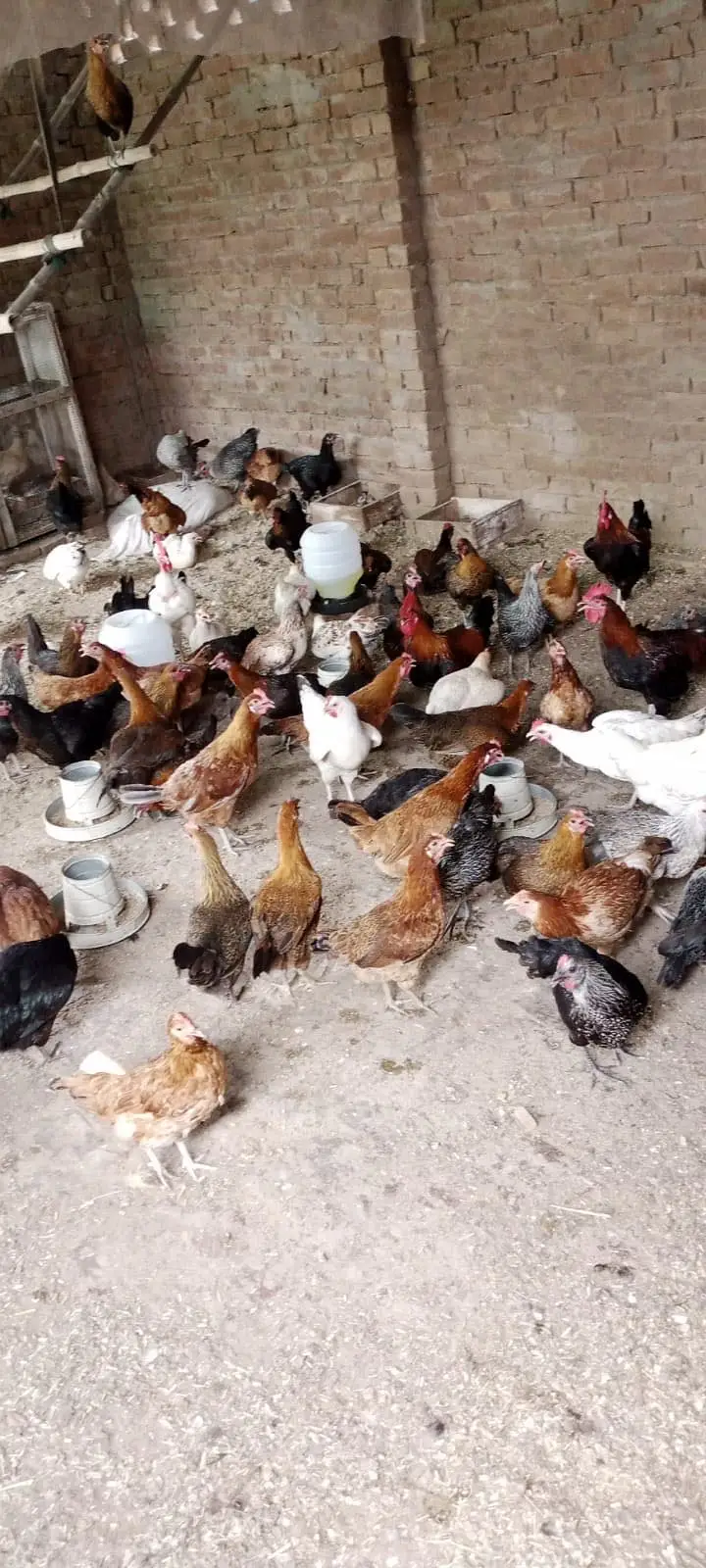 Al Multan organic desi eggs — photo 8