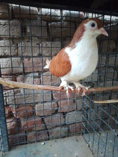 sherazi or mukhia male for sale
