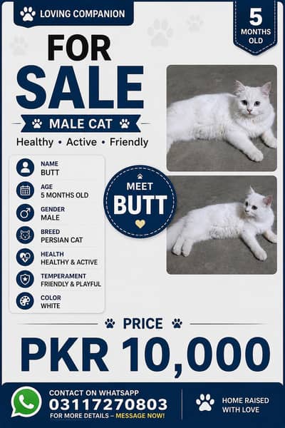 Male Persian Cat white