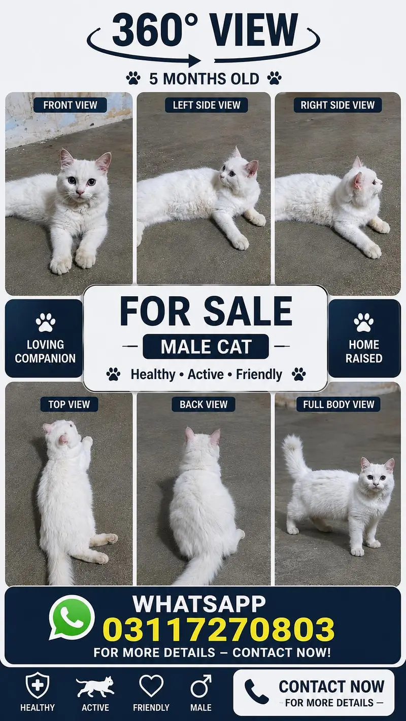 Male Persian Cat white — photo 2