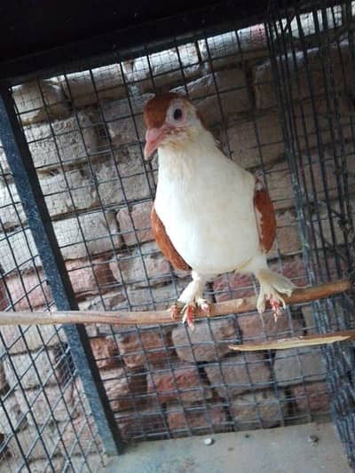 sherazi or mukhia kabootar male