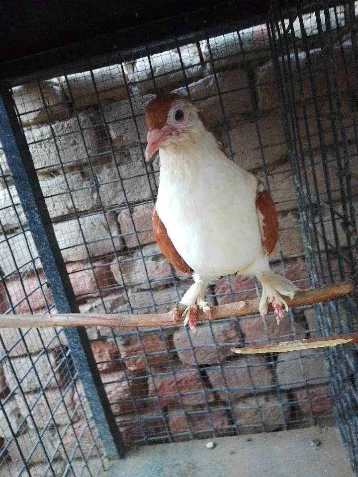 sherazi or mukhia kabootar male