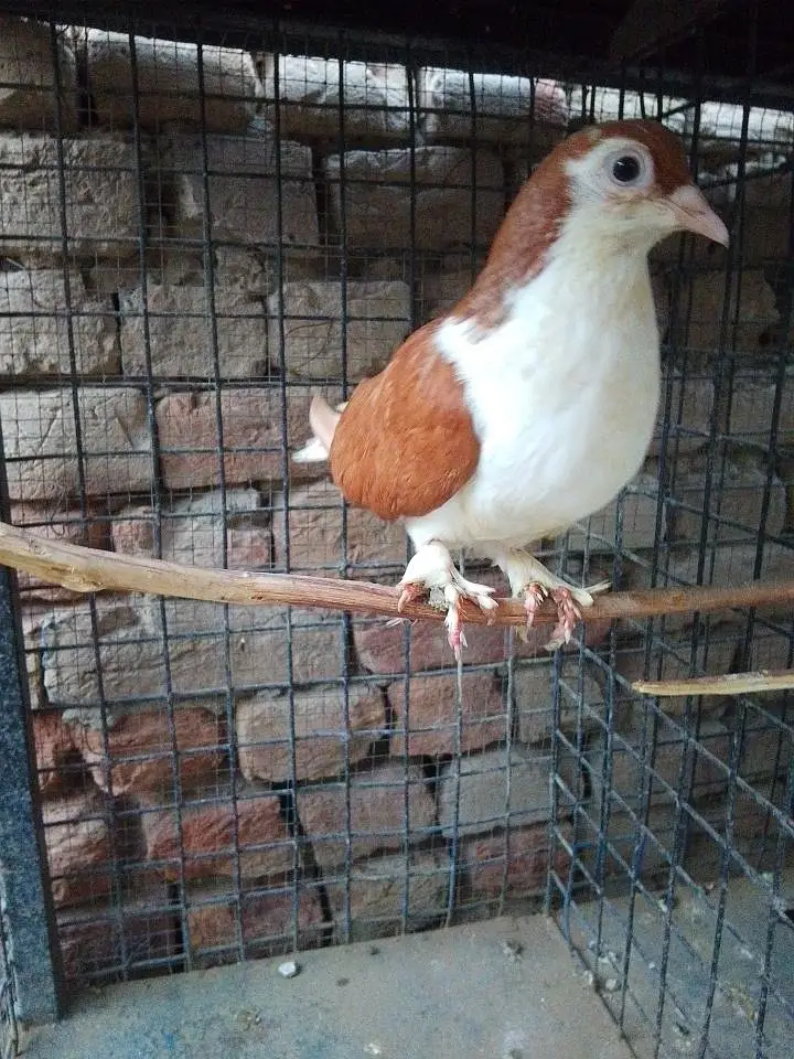 sherazi or mukhia kabootar male — photo 2